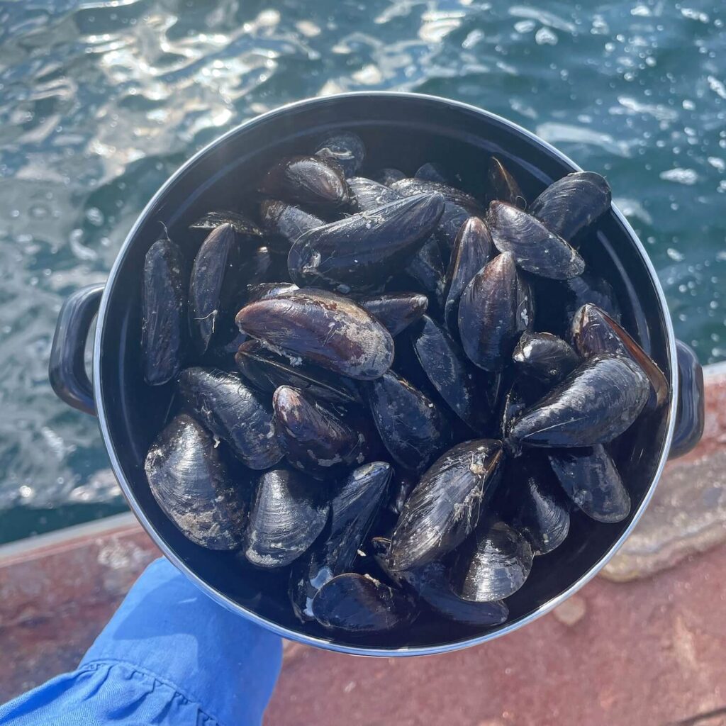 Muscheln im Topf über Meerwasser in Kiel